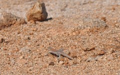 Callopistes maculatus