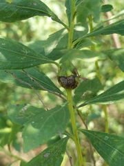 Neolasioptera baccharicola