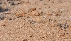 Callopistes maculatus