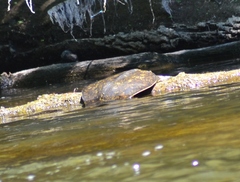Apalone spinifera spinifera