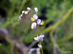 Monnina dictyocarpa