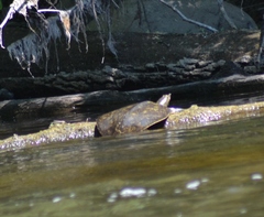 Apalone spinifera spinifera