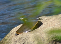 Apalone spinifera spinifera