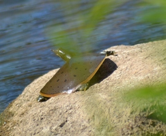 Apalone spinifera spinifera