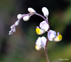 Monnina dictyocarpa