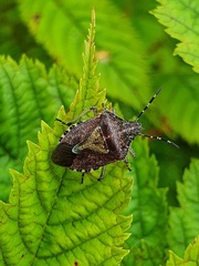 Dolycoris baccarum