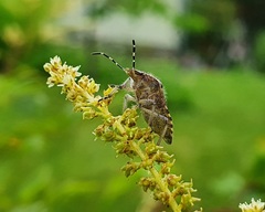 Dolycoris baccarum