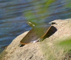 Apalone spinifera spinifera