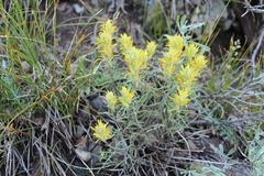 Castilleja flava rustica