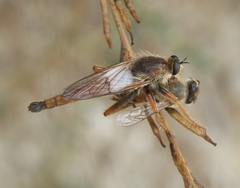 Stenopogon californiae