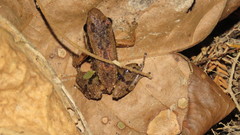 Dendrobatoidea