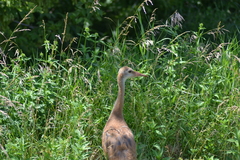 Antigone canadensis tabida