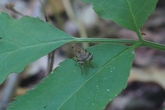 Euthycera chaerophylli