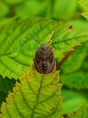Dolycoris baccarum