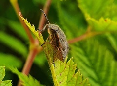 Dolycoris baccarum