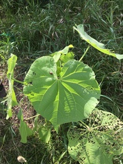 Abutilon theophrasti