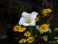 Nierembergia rigida