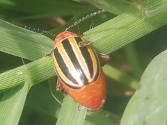 Disonycha admirabila