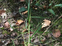 Hieracium umbellatum filifolium