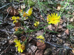 Hieracium umbellatum filifolium