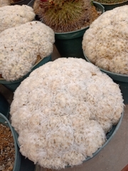 Mammillaria plumosa
