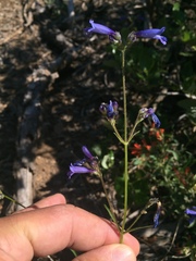 Penstemon gracilentus