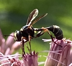 Physocephala marginata