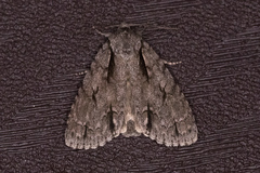 Acronicta hasta