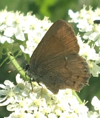 Callophrys
