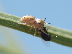 Metaphidippus chera