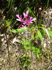 Clarkia concinna