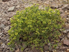 Gymnophyton foliosum