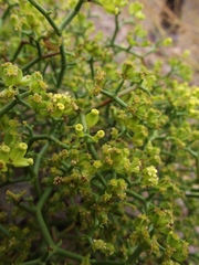 Gymnophyton foliosum