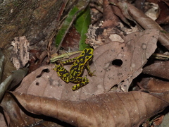Atelopus cruciger