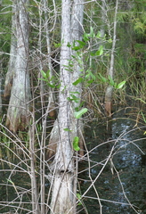 Smilax auriculata image