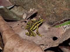 Atelopus cruciger