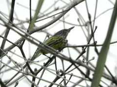Todirostrum maculatum