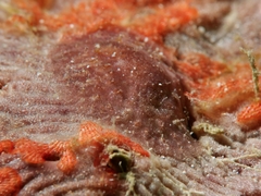 Asteronotus mimeticus