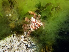 Phyllolithodes papillosus