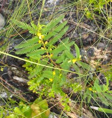 Chamaecrista nictitans aspera