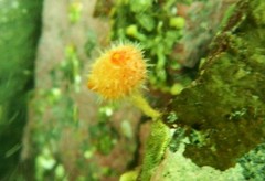 Boltenia villosa