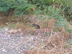 Cavia