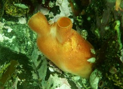 Halocynthia aurantium