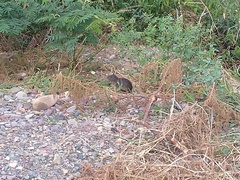 Cavia