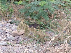 Cavia