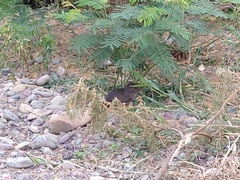 Cavia