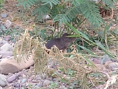 Cavia