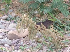 Cavia