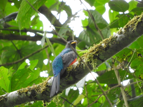 Choco Trogon (Trogon comptus), photo 10