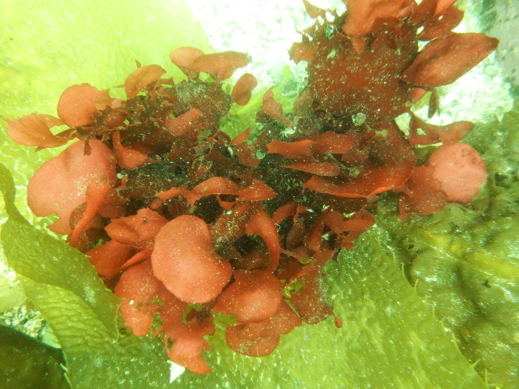 Opuntiella